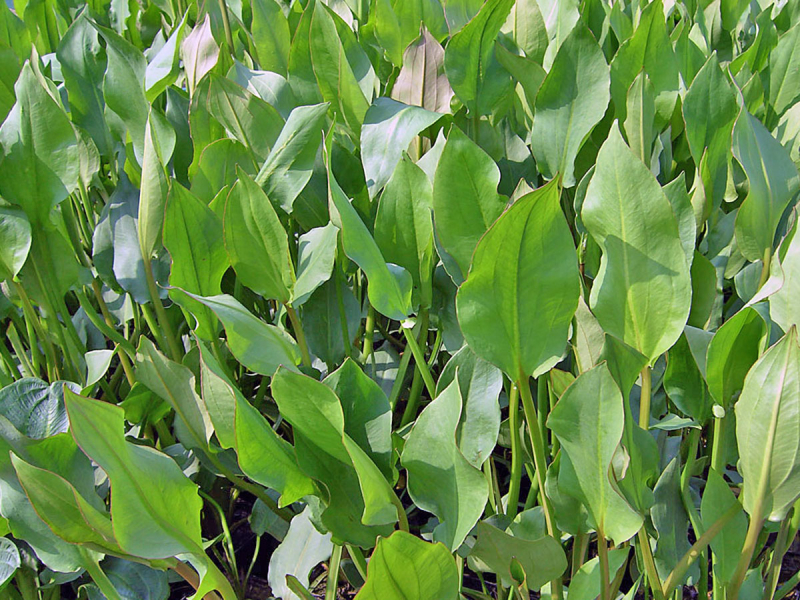 Preview: Alisma plantago - Froschlöffel